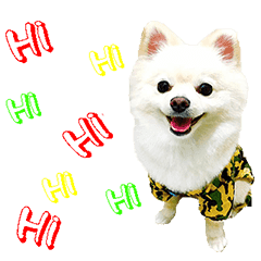 Pomeranian Chihuahua Japanese Spitz Mix Line Stickers Line Store