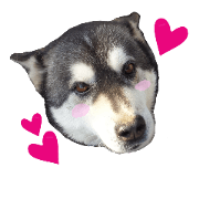 corgi & husky 2