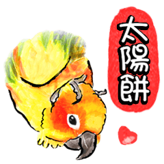 太陽餅♡世界第一可愛小鸚鵡