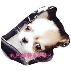 毛寶貝 鄙視你