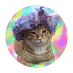 jeemoo maow lek