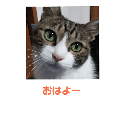okaka's