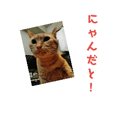 The cat named Chiichan 8