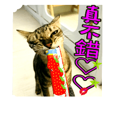 芝麻日常用語 1