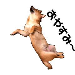 CHIKUWA shiba dog.