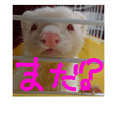 アルビノ フェレット Line スタンプ Line Store