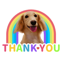 臘腸狗波波的帥氣日常