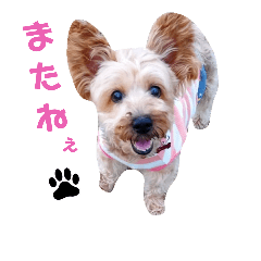 Yorkshire Terrier Mocha 2