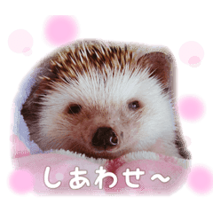 ハリネズミ むぎとろすたんぷ4 Line スタンプ Line Store ハリネズミ むぎとろすたんぷ4 Line スタンプ Line Store
