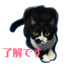 cat LIFE mokareo