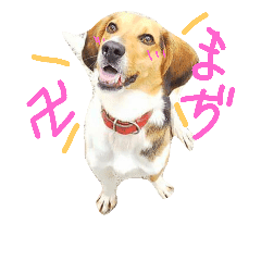 ビーグルと雑種犬です Line スタンプ Line Store ビーグルと雑種犬です Line スタンプ Line Store