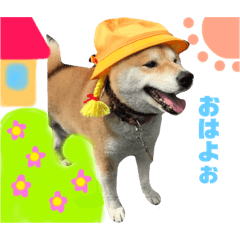 shibainu musashi