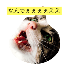 Kansai accent three cats