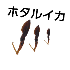Dried firefly squid