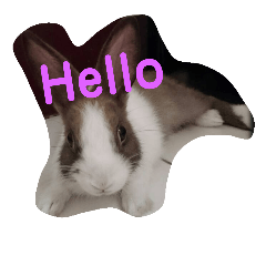Hannah rabbit