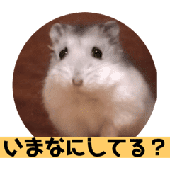 70以上 ハムスター 画像 癒し 無料の人気画像 70以上 ハムスター 画像 癒し 無料の人気画像