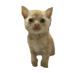 小貓抖抖