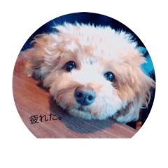 techitechi stamp