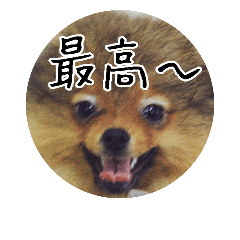 kaiinutoneko