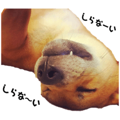 CHIKUWA shiba dog3