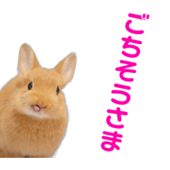 rabbit tonkatsu 2nd
