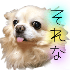 Chihuahua is cute sticker convenient.3