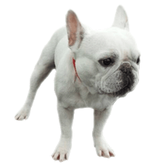 French bulldog - Hinata
