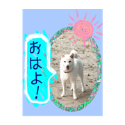 Shiro Shiba KOMUGI 2