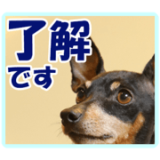 Miniature Pinscher Everyday Conversation