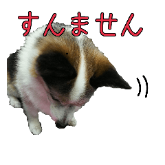 ちゃちゃ君スタンプ