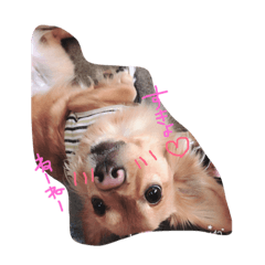 Ku taro