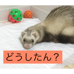 sakura the ferret3