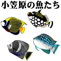 The fishes of Ogasawara ocean