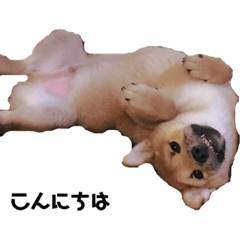 CHIKUWA shiba dog..