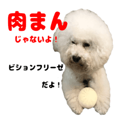 Bob会長のスタンプ ビションフリーゼ Line スタンプ Line Store Bob会長のスタンプ ビションフリーゼ Line スタンプ Line Store