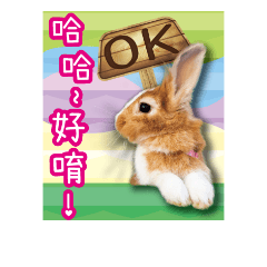 This rabbit life story called Mochi name
