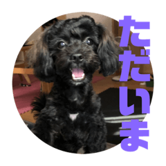 トイプードルとシーズーのMIX犬エマ２