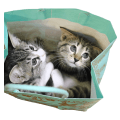 元保護猫犬 みんな幸せ ファミリー大集合 Line スタンプ Line Store 元保護猫犬 みんな幸せ ファミリー大集合 Line スタンプ Line Store