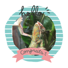 very cute animal stamps