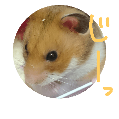 my hamu.star