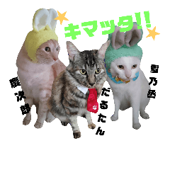 YUKI-KEI cats Collaboration2