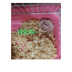 Hamster pipi 2