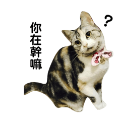 Doupi is a cat