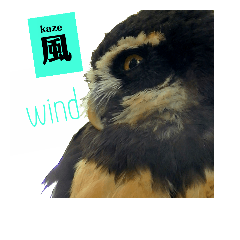 Japanese sticker of owl.