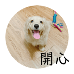 Toto is a dog