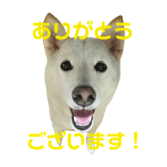 Charu stamp for Hirokazu