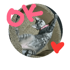 心の友ネコ「にゃかの先生」