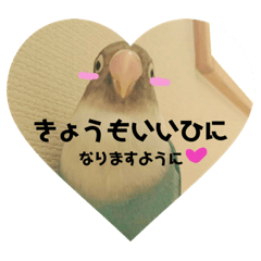 cute pet suica