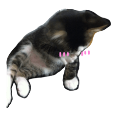 最高のイラスト画像 新着犬 雑種 かわいい