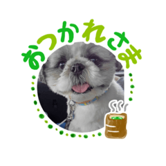 シーズーのムック♪ - LINE スタンプ | LINE STORE